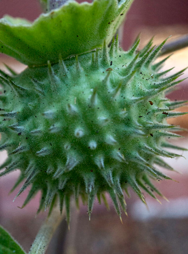 datura
