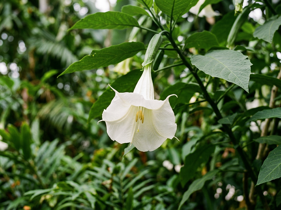 Datura werking uitgelegd: giftige engelentrompet, geschiedenis en risico's