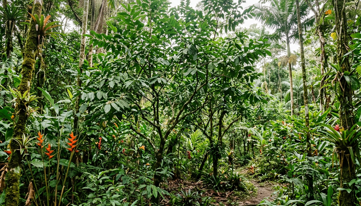 Wide-angle view of guayusa trees growing in a humid Amazonian forest garden.