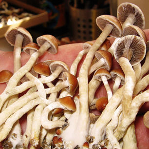 The Medicine Beneath: Psilocybin ceremony, Trauma, and the Path to Inner Healing