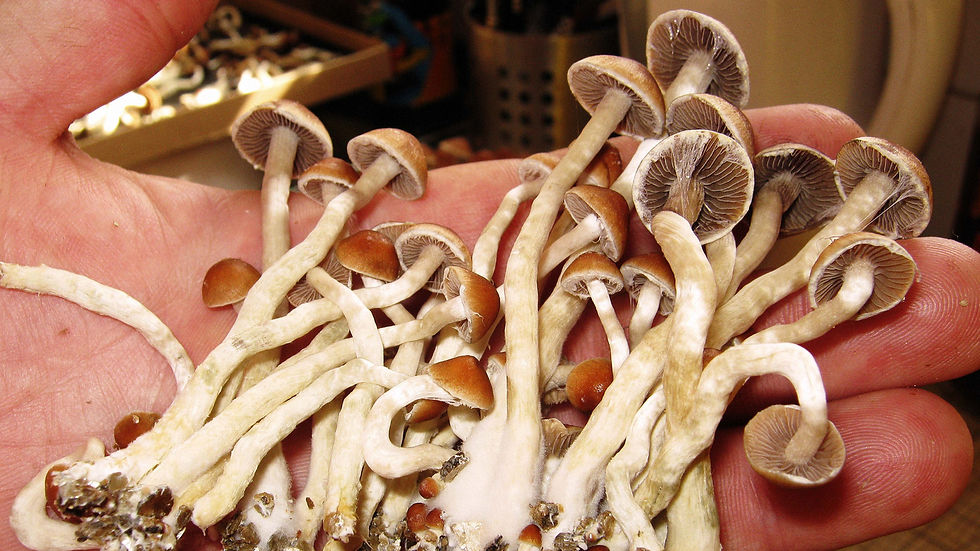 psilocybin mushroom