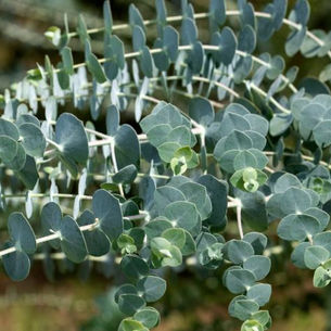 EUCALYPTUS