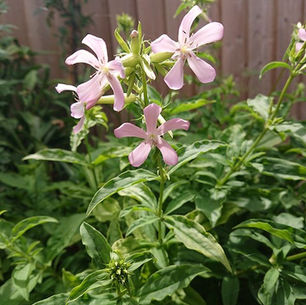 Soapwort