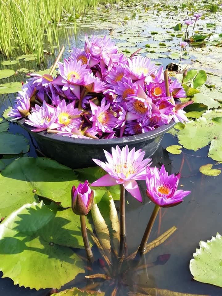 blue lotus flowers