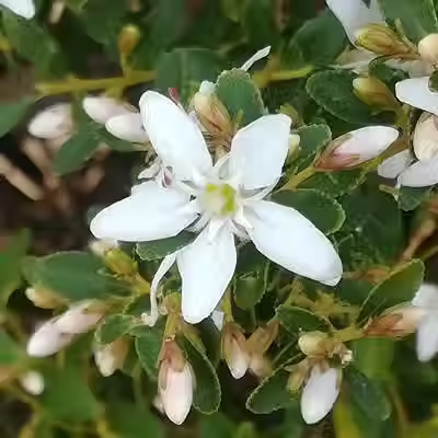 buchu agathosma