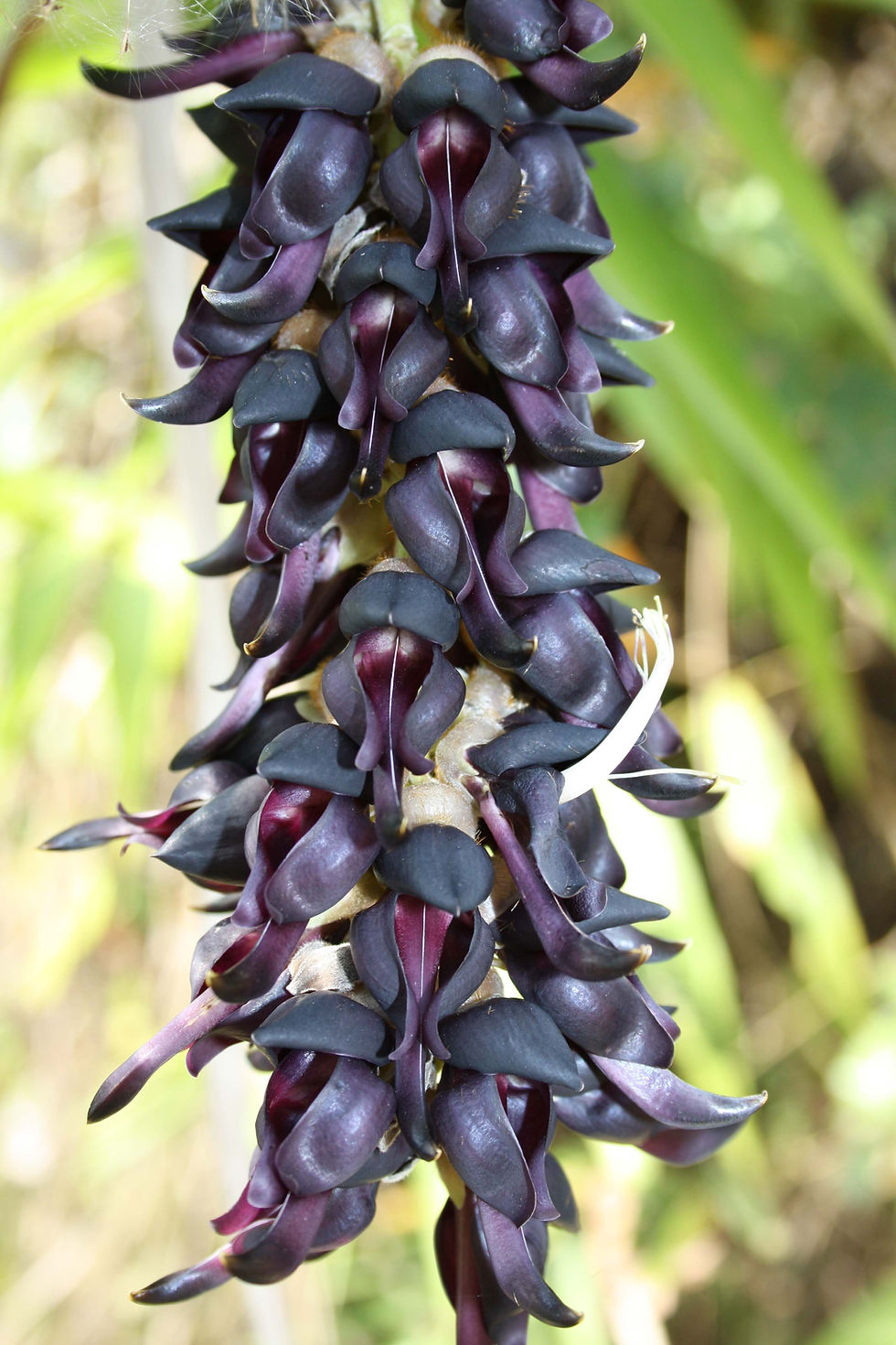 mucuna bean