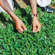 foraging