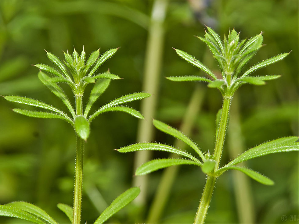 cleavers plant