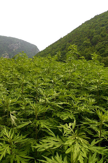 mugwort plant