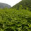 Thumbnail: mugwort plant