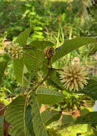 kratom