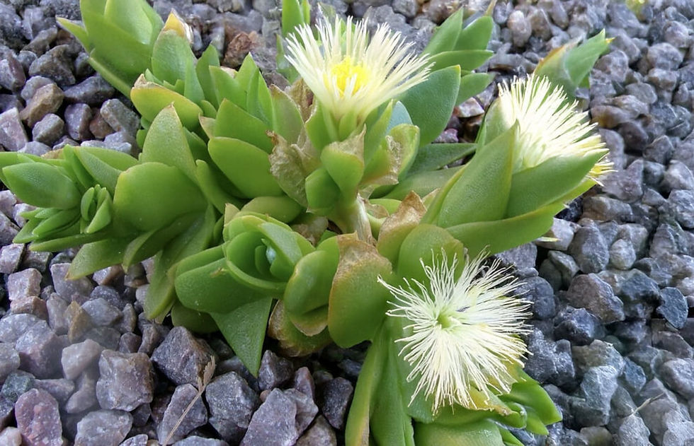 kanna sceletium
