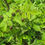 Thumbnail: raspberry leaf