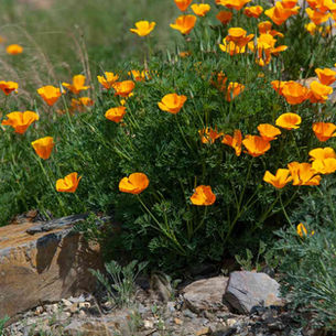 CALIFORNIA POPPY
