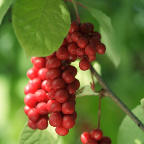 schisandra berry