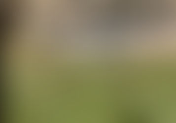 Our trip to Brazos Bend State Park… Alligators, turtles and more, oh my!