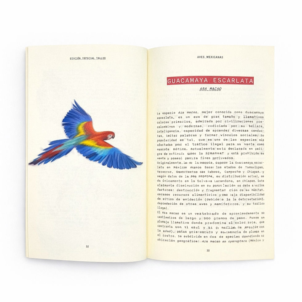 Miniatura: Fanzine Aves mexicanas