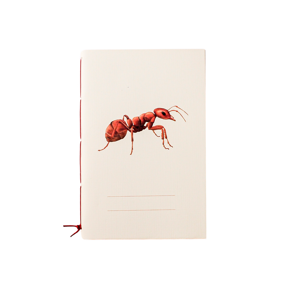 Miniatura: Paquete de libretas «Bichos»