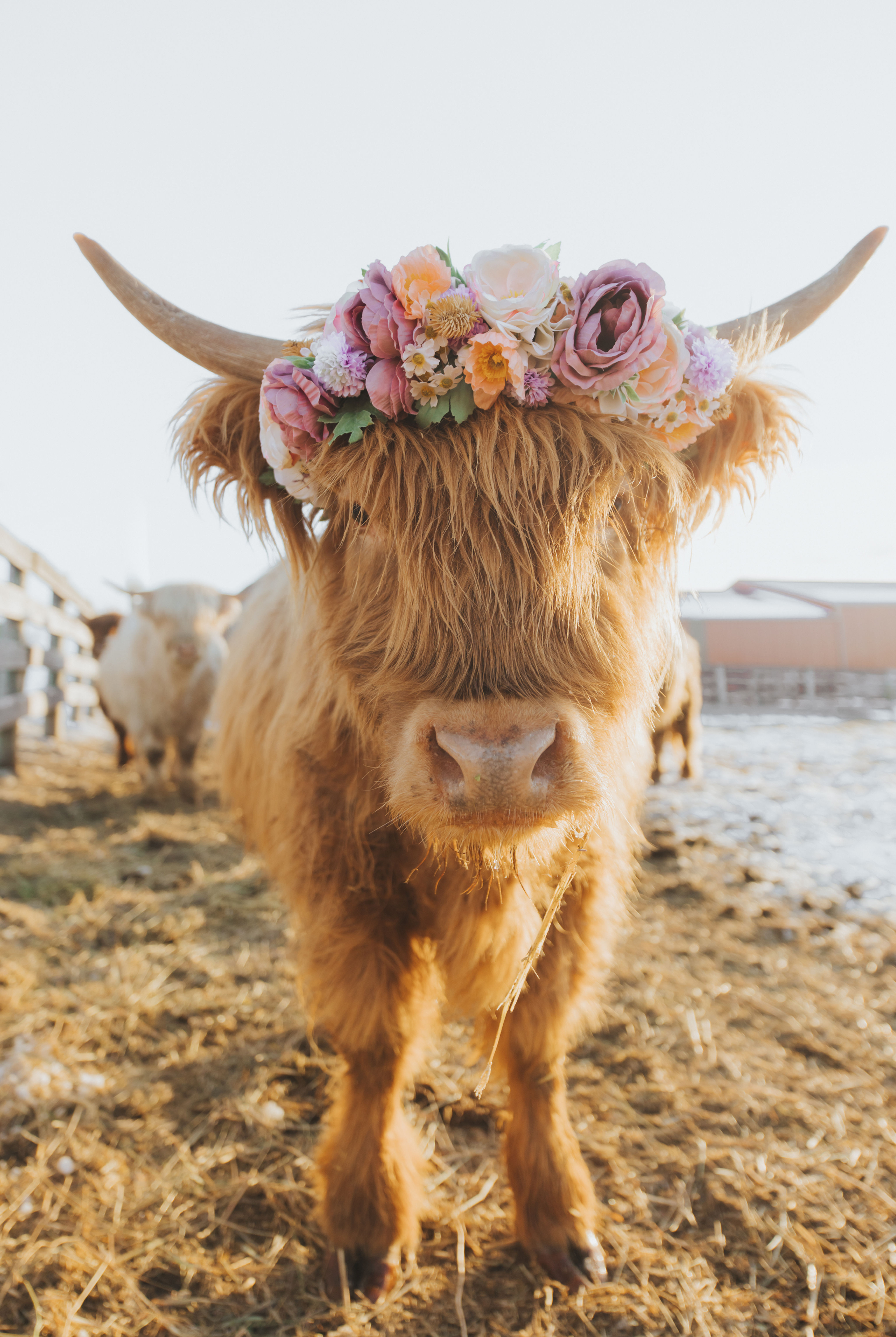 Will you be my Valentine?