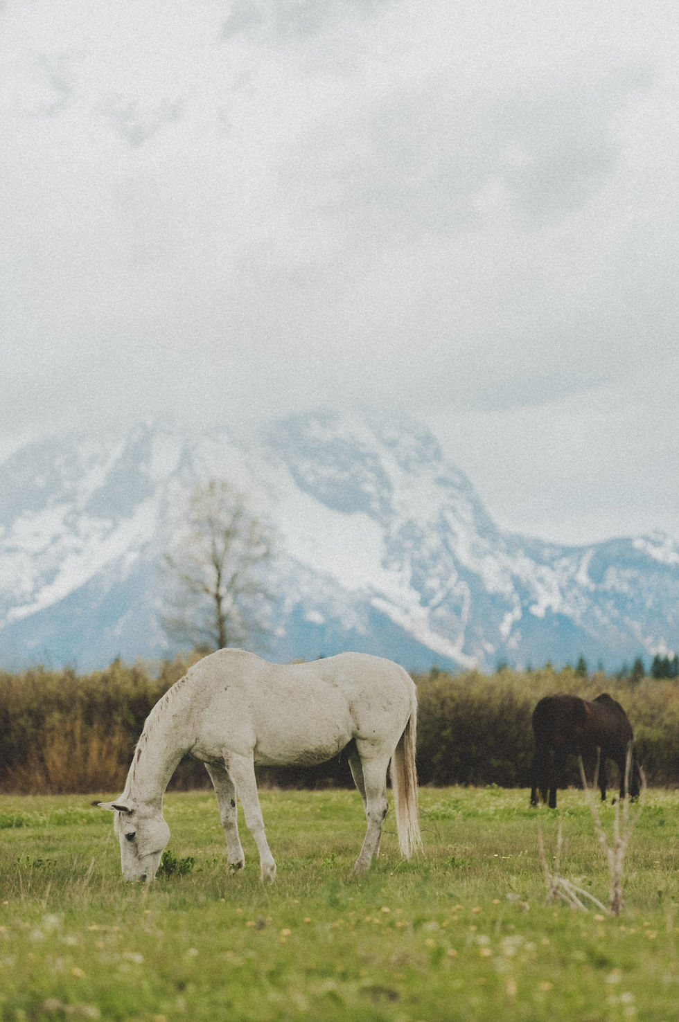 White Wyoming Horse
