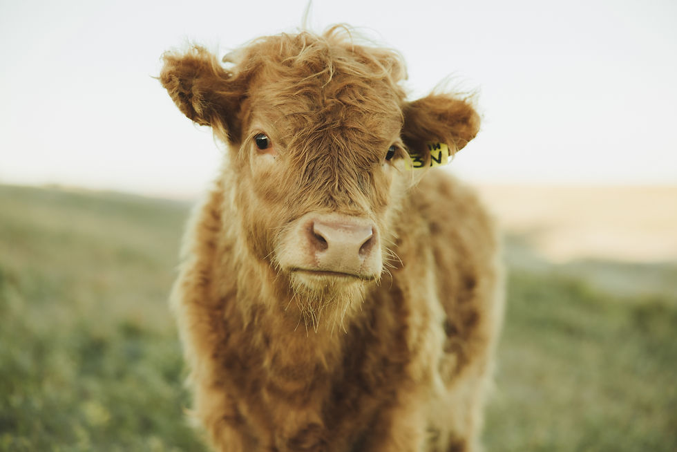 Thumbnail: Noelle of Prairie Rose DEPOSIT SOLD!