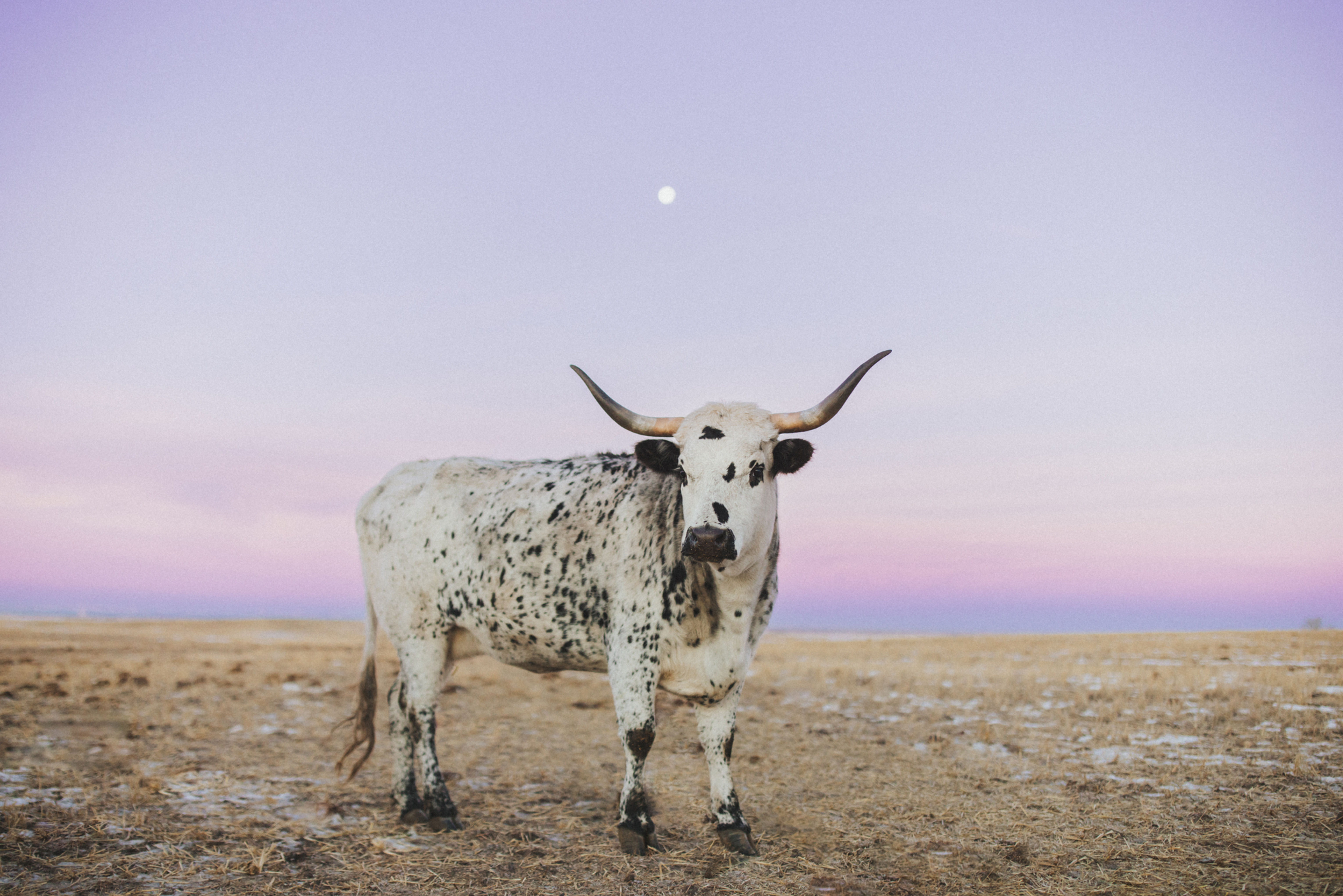 Once upon a December Horizontal #2