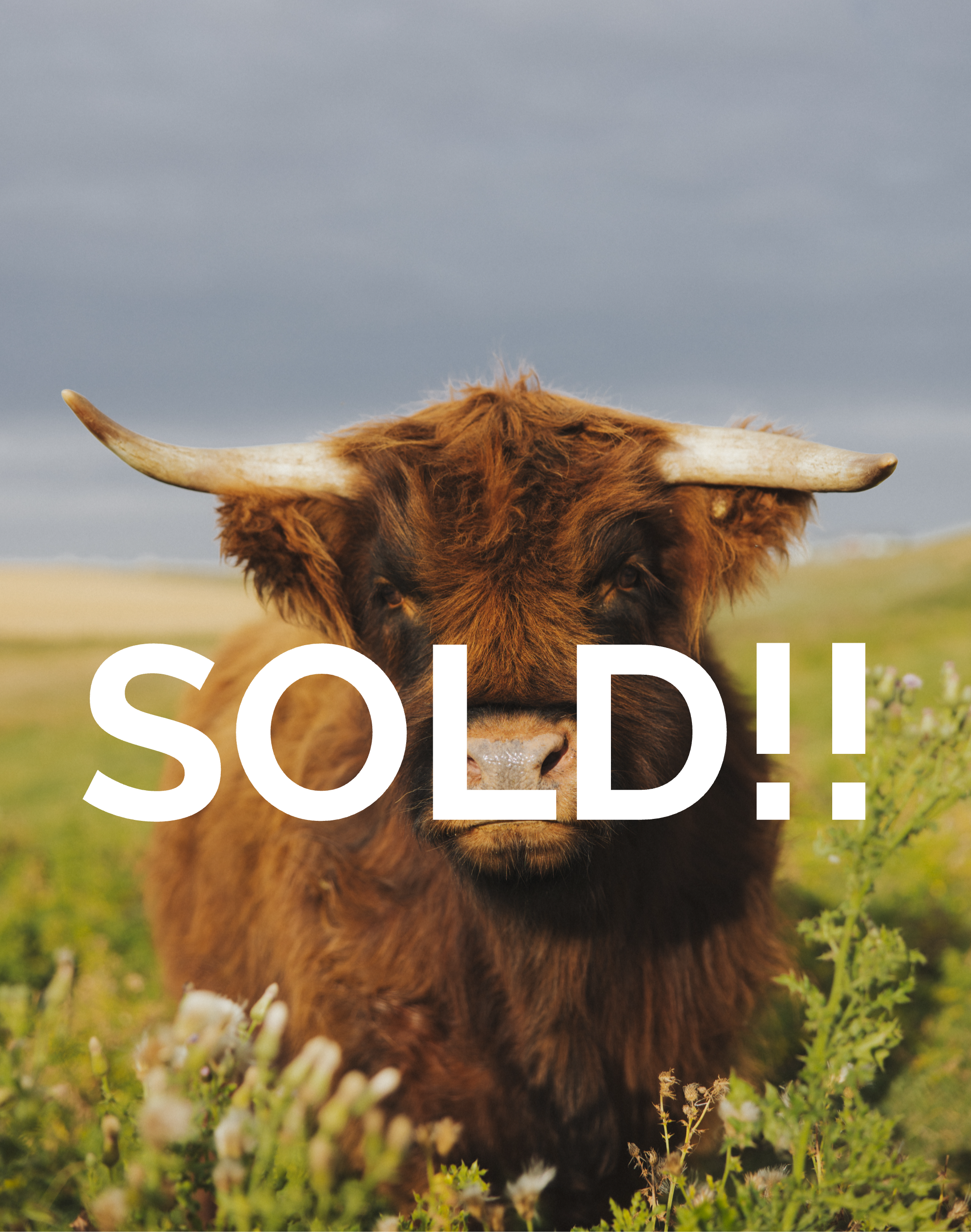 Maple - bred cow unregistered DEPOSIT