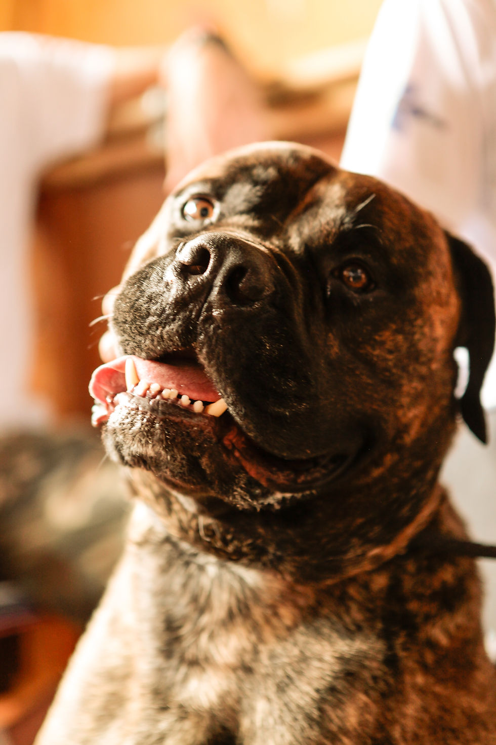 Brutus