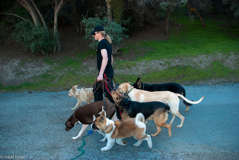 Arredores do Centro de Cesar Millan