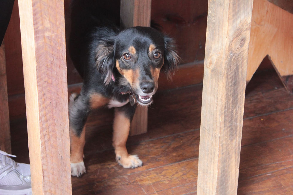 Perrita Amora