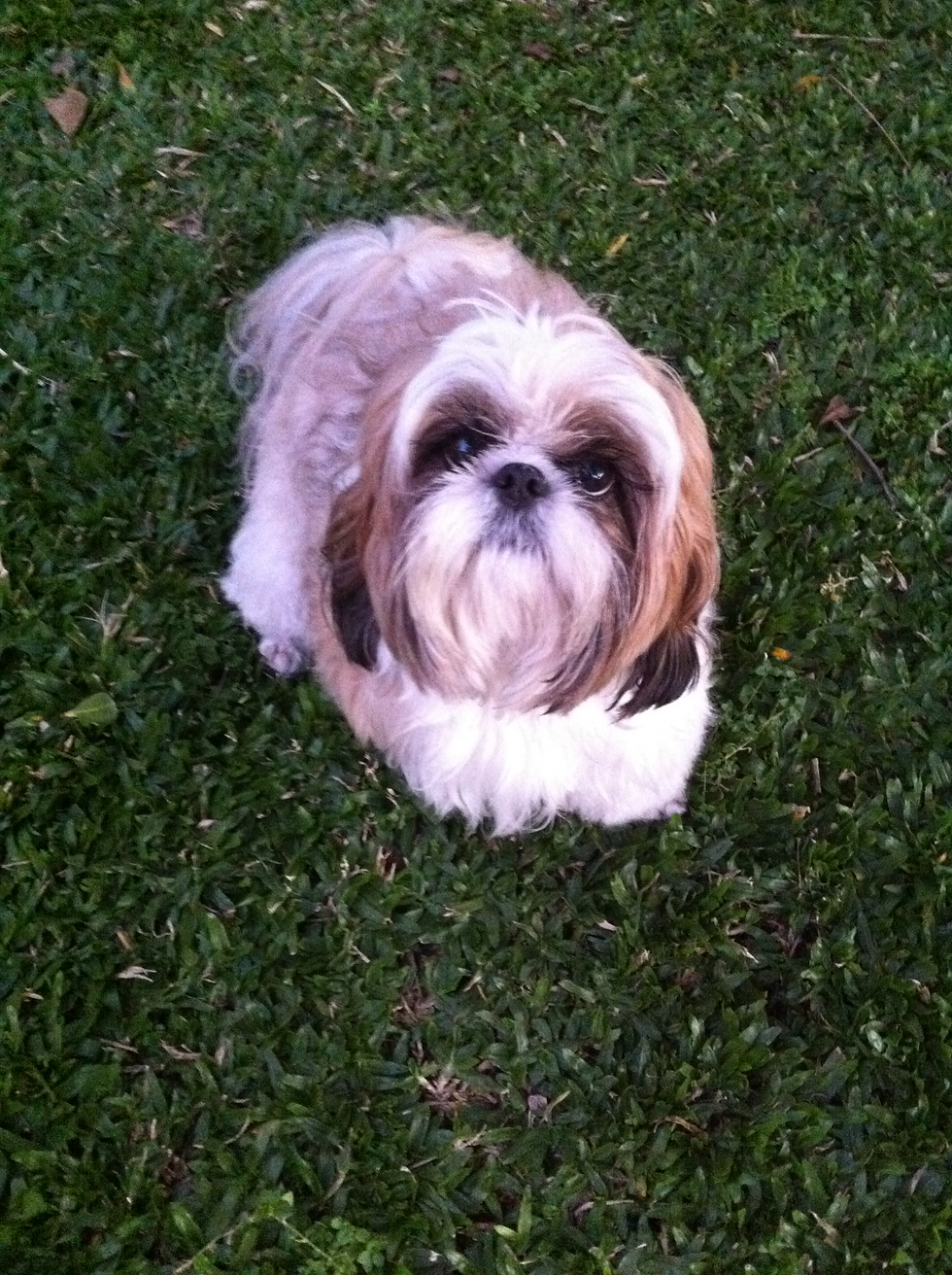 Toddy