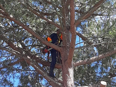 Poda Cirúrgica e Abate de ÁRVORES em Altura, com Recurso à Escalada