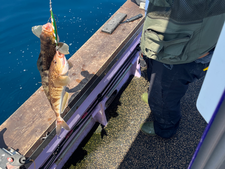 連発‼️👊🏻💥メガホッケ🐟