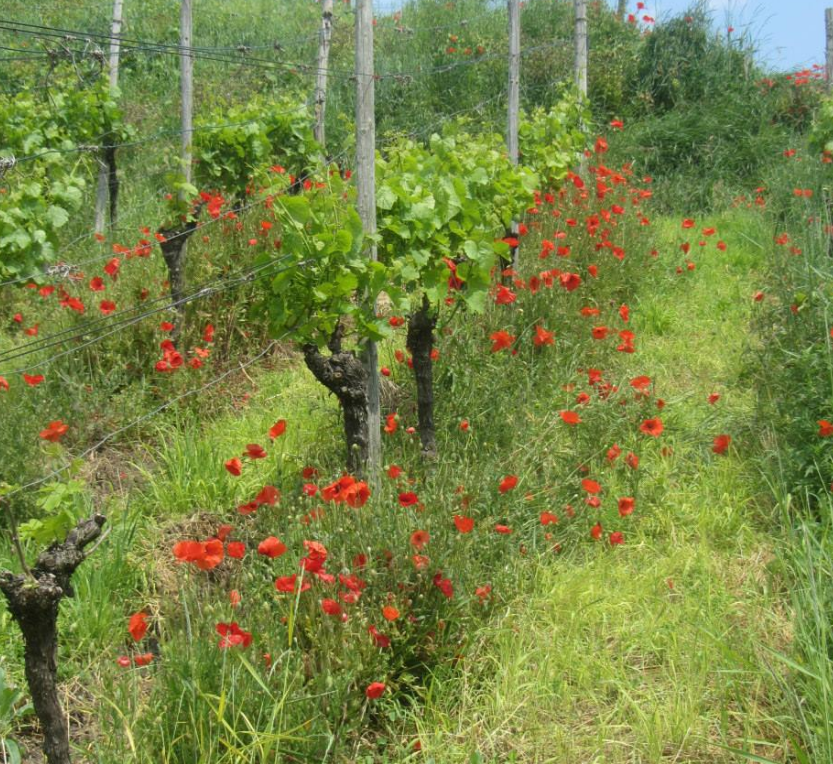 Reben und Mohn