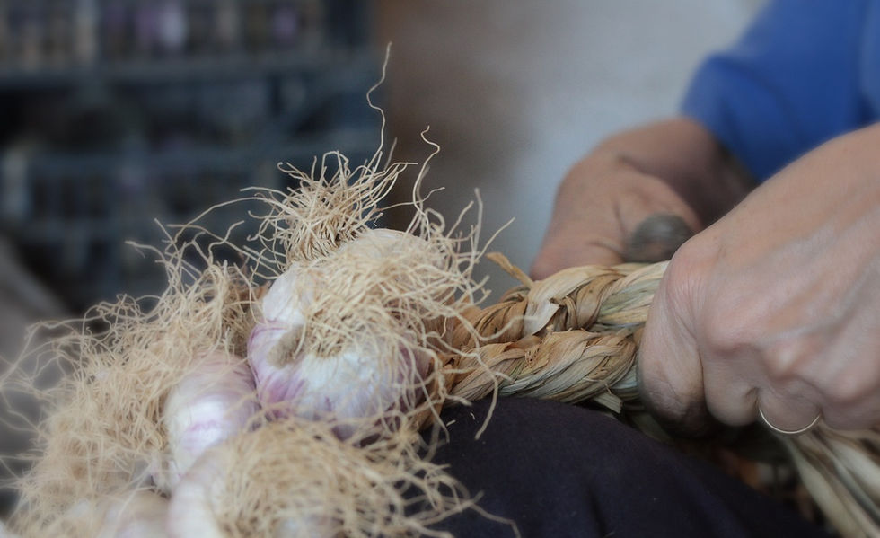 Thumbnail: Red garlic of Nubia Slow Food