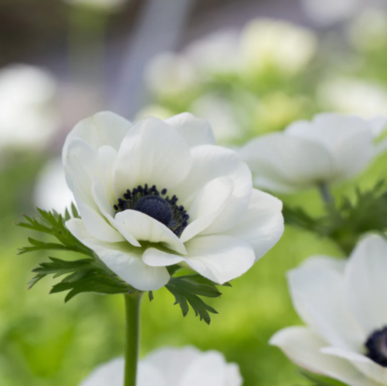 panda anemones