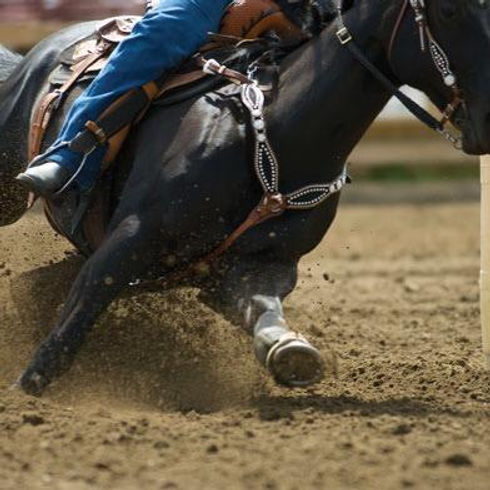 barrel-horse.jpeg