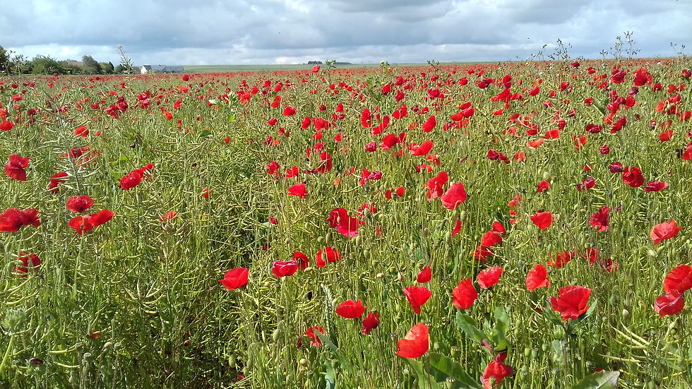 coquelicots du 6 juin - See My Normandy