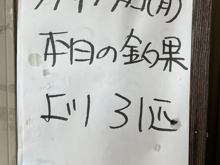 釣果報告です