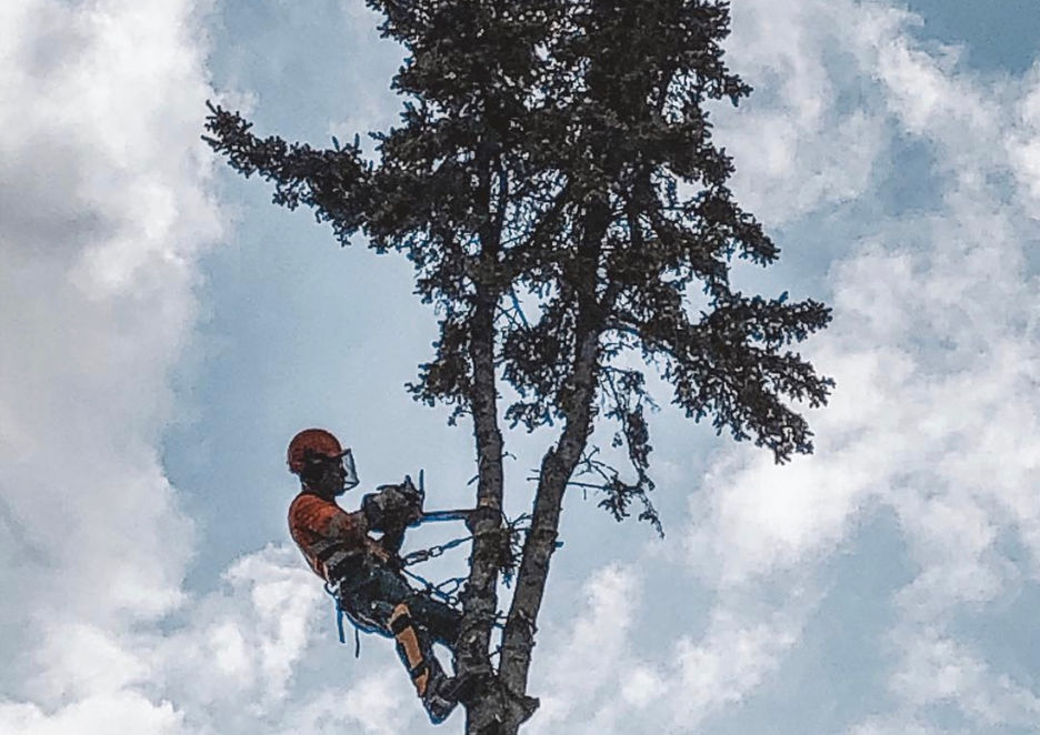 Tree Removal in progress