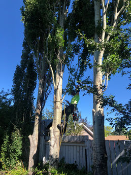 Blue skies and tree climbing