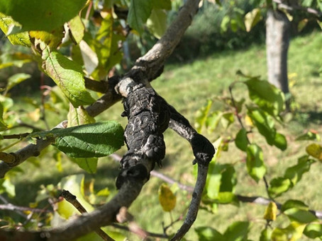 LETS TALK BLACK KNOT!