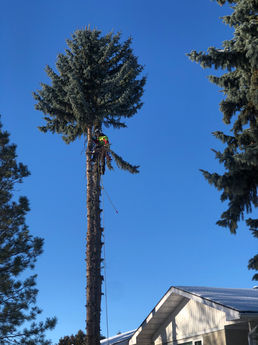 Blue skies and spruce tree removal