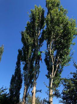 Blue skies and tree climbing