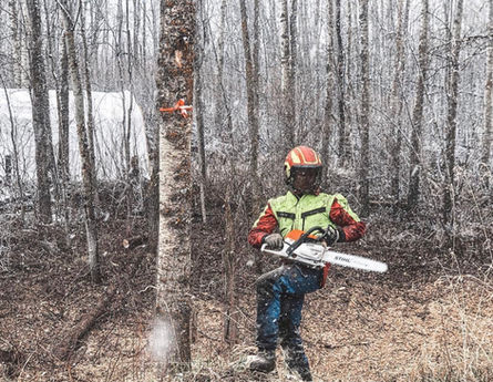 Arborist felling a tree on an acreage
