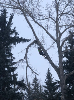 Hazard tree removal