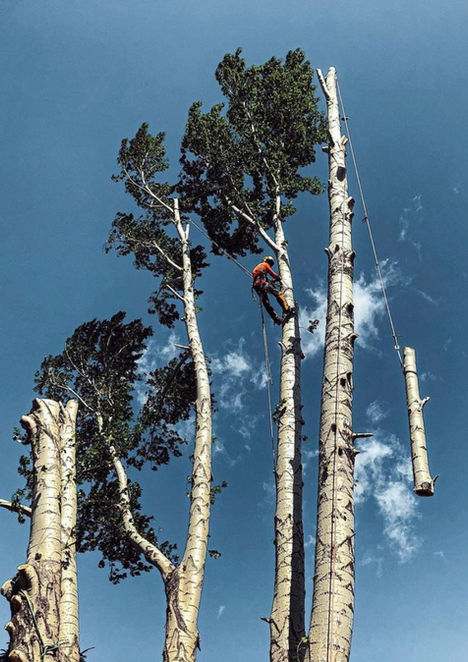 Arborist removing a tree