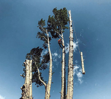 Arborist removing a tree