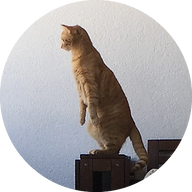 Ragnar - roter Kater