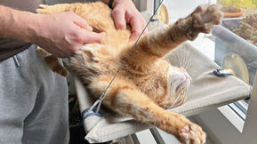 Katze geniesst, Blogbeitrag zu ganzheitlicher Gesunheit durch Lagom